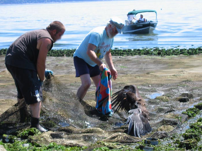 Juvenile bald eagle caught in geoduck net on Harstene Island